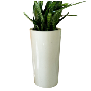 photoroom 20260122 114153