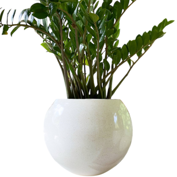 photoroom 20260122 125246 photoroom 20260122 125246