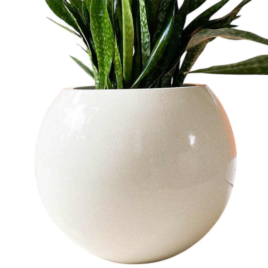 photoroom 20260122 125348