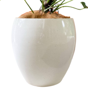 photoroom 20260122 132748