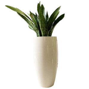 photoroom 20260122 162001