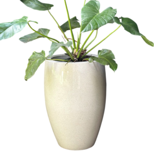 photoroom 20260122 165432