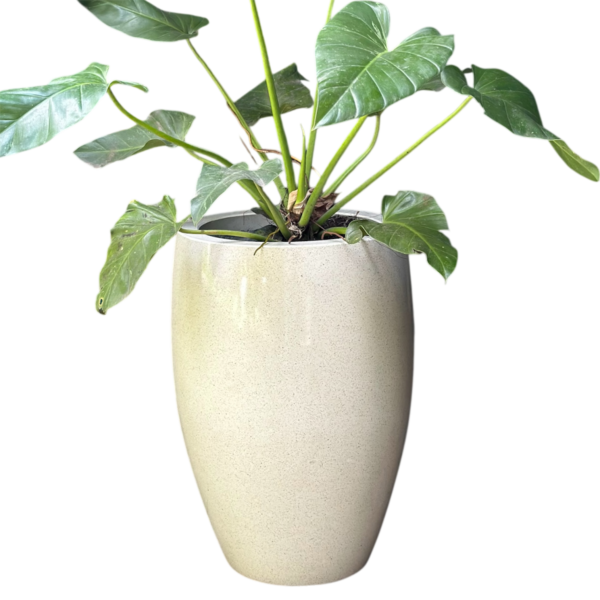 photoroom 20260122 165432 photoroom 20260122 165432