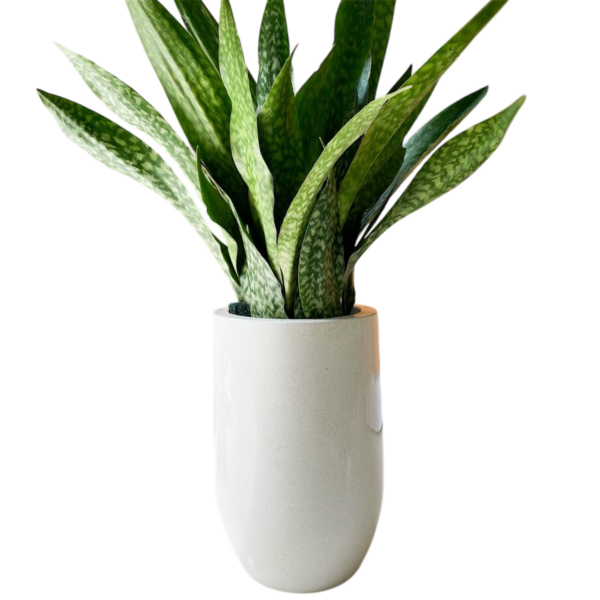 photoroom 20260122 165717