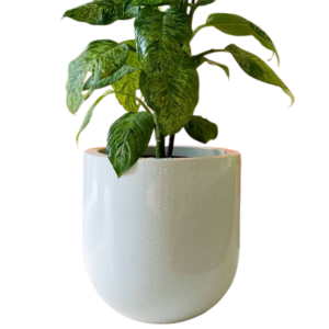 photoroom 20260122 165834 photoroom 20260122 165834