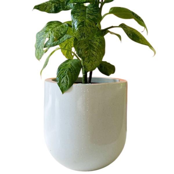 photoroom 20260122 165834