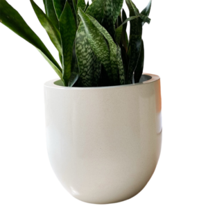 photoroom 20260122 165958 photoroom 20260122 165958