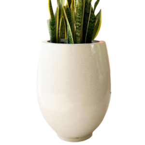 photoroom 20260122 174201 photoroom 20260122 174201