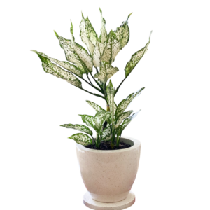 photoroom 20260122 180159 photoroom 20260122 180159