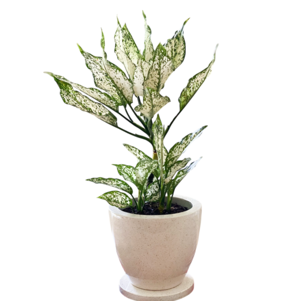 photoroom 20260122 180159 photoroom 20260122 180159