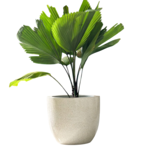 photoroom 20260122 180240 photoroom 20260122 180240