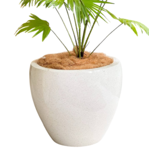 photoroom 20260122 180410