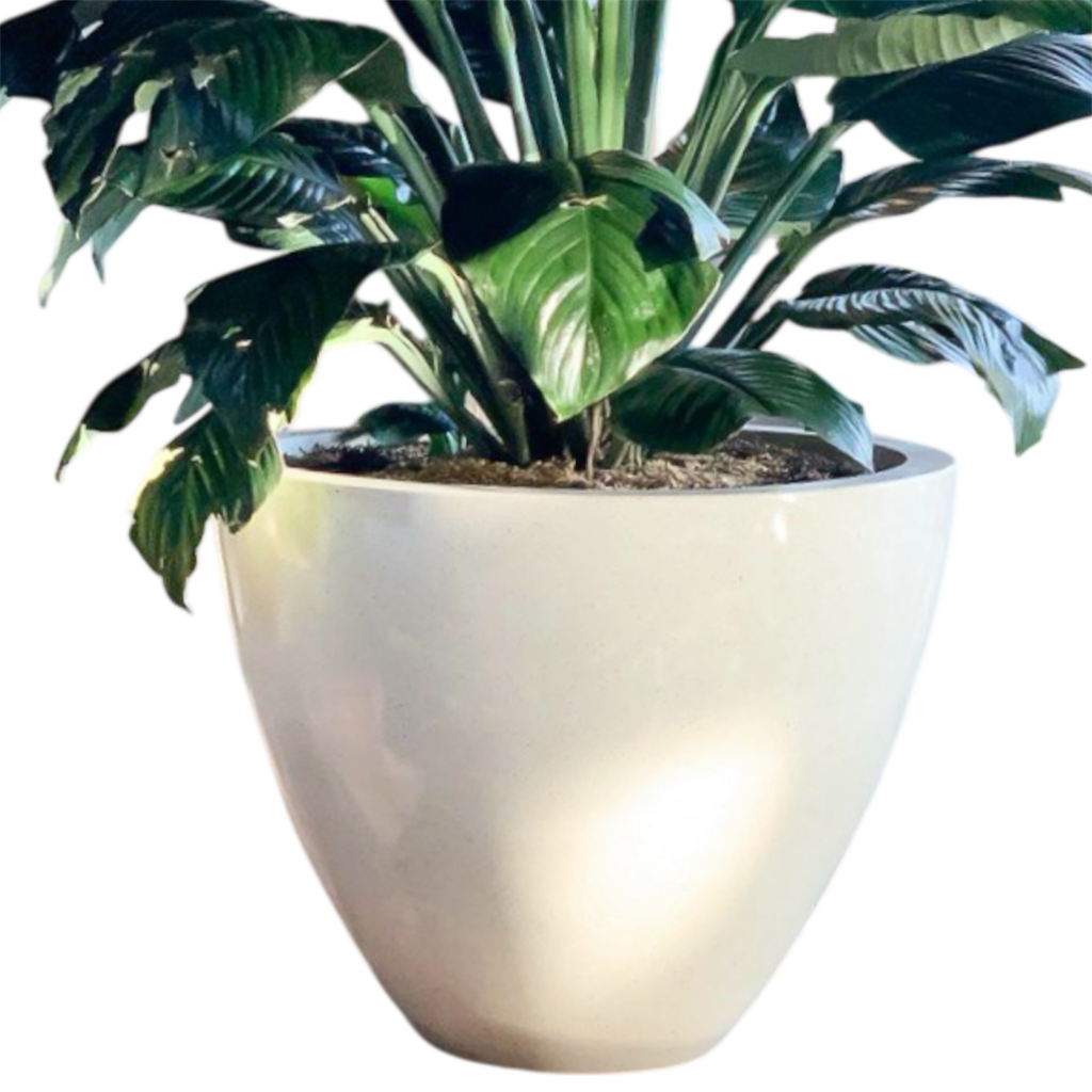 Photoroom 20260122 180452 1024x1024