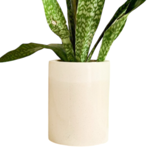 photoroom 20260122 182335 photoroom 20260122 182335