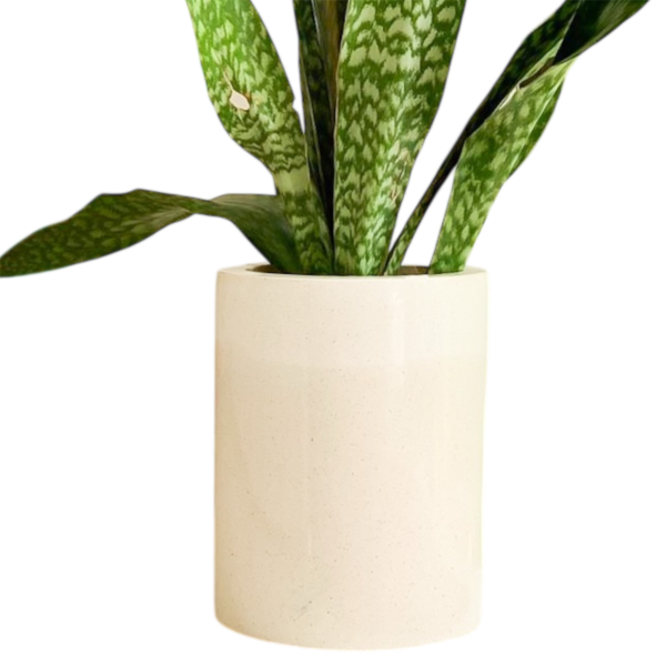 photoroom 20260122 182335