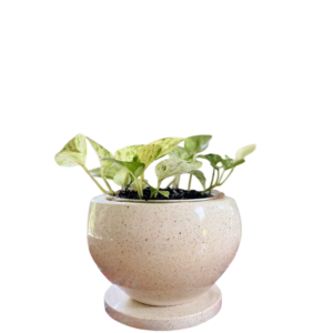 photoroom 20260122 185326 photoroom 20260122 185326