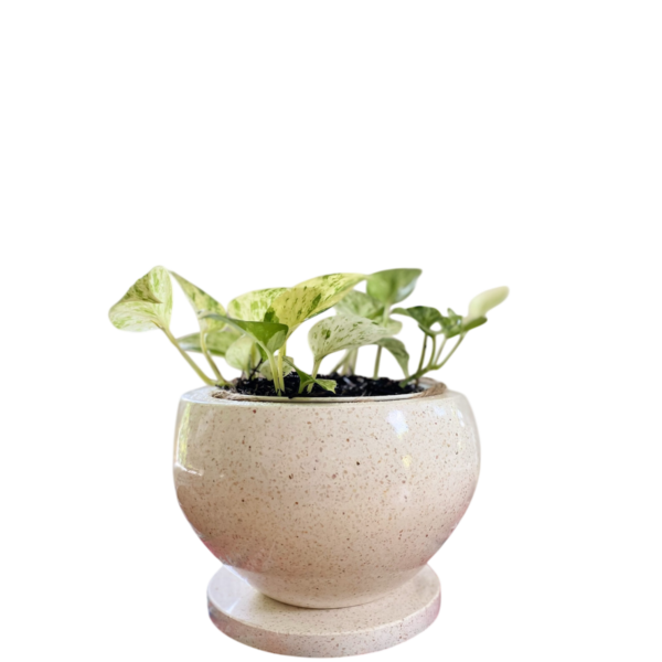 photoroom 20260122 185326