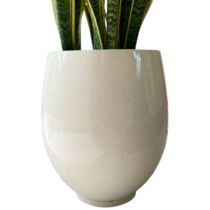 photoroom 20260125 183840