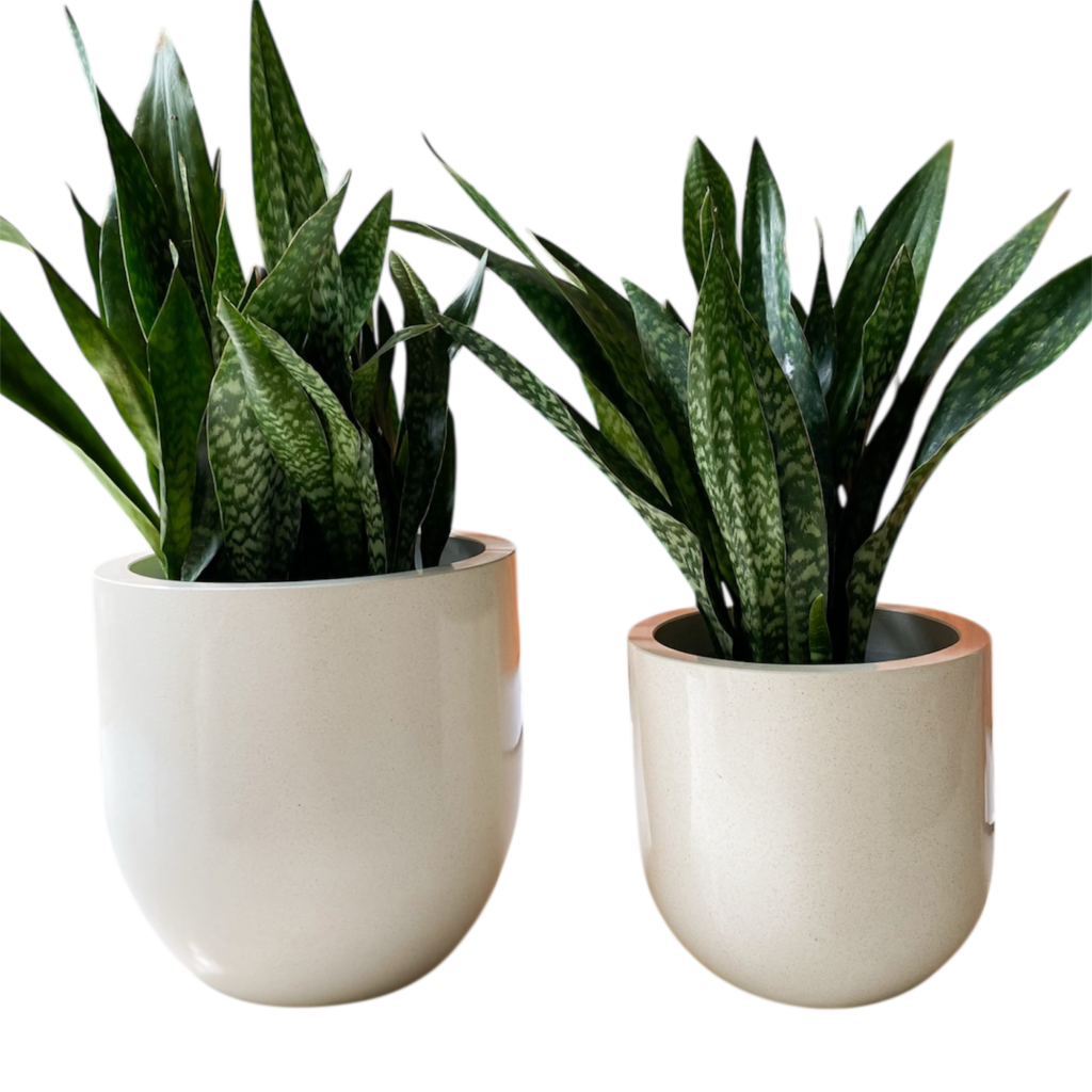 Photoroom 20260201 143630 1024x1024