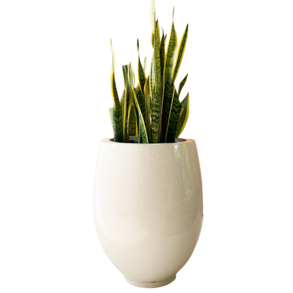 Photoroom 20260201 143815 1024x1024