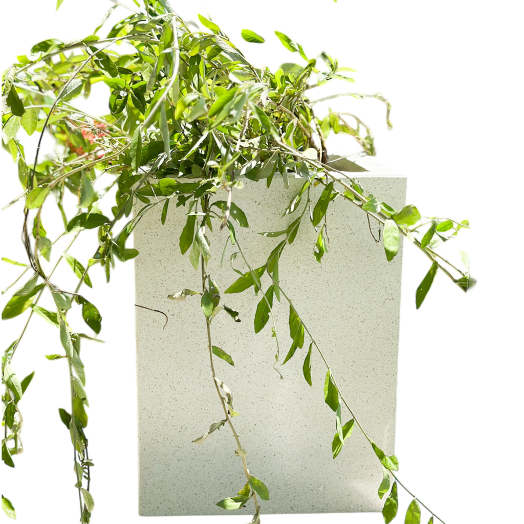 Photoroom 20260201 144650 1024x1024