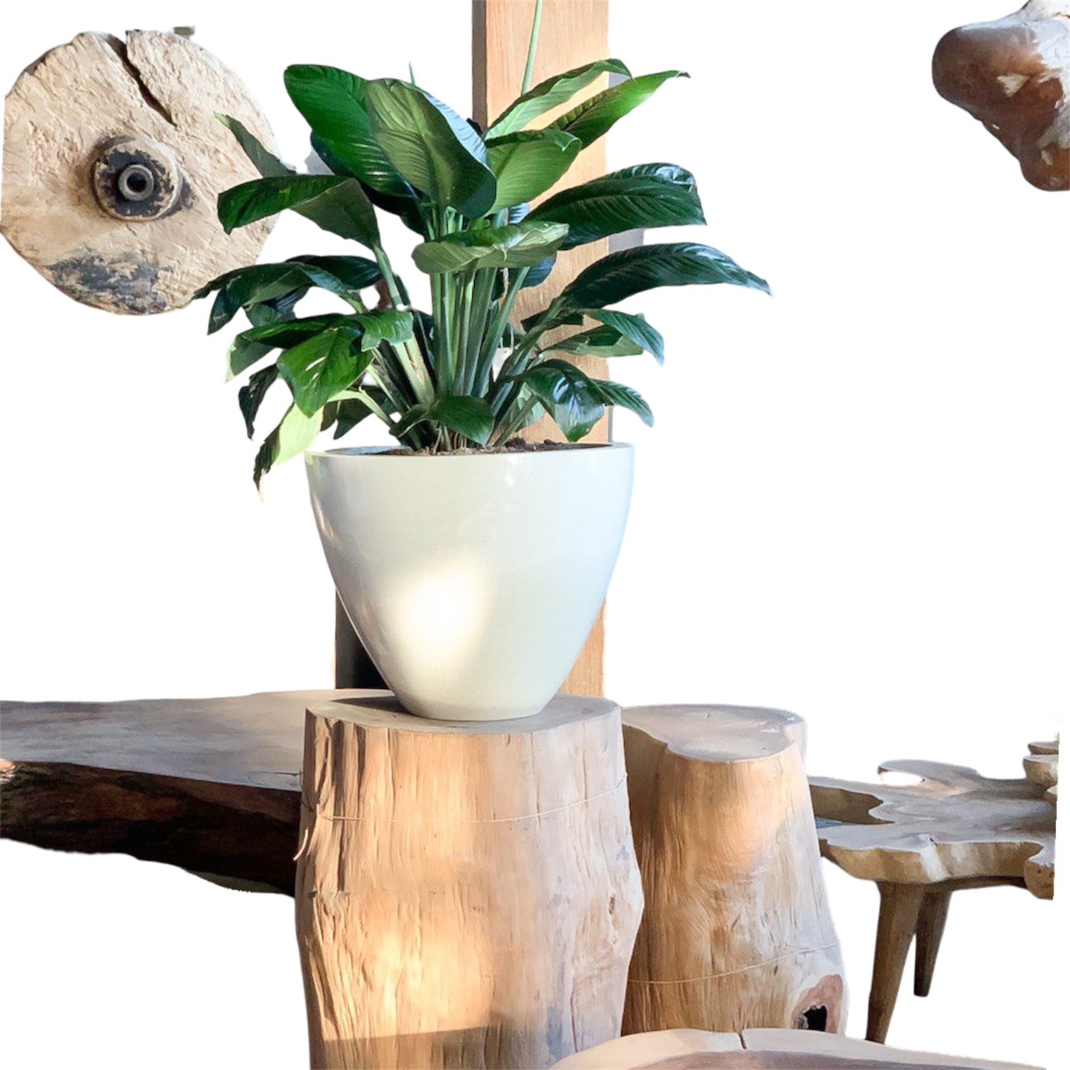 photoroom 20260207 115202